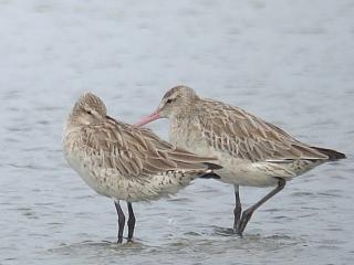 Not so common in the saltpans area at Laem Pak Bia as most of the Godwits are usually Black-tailed Godwits.