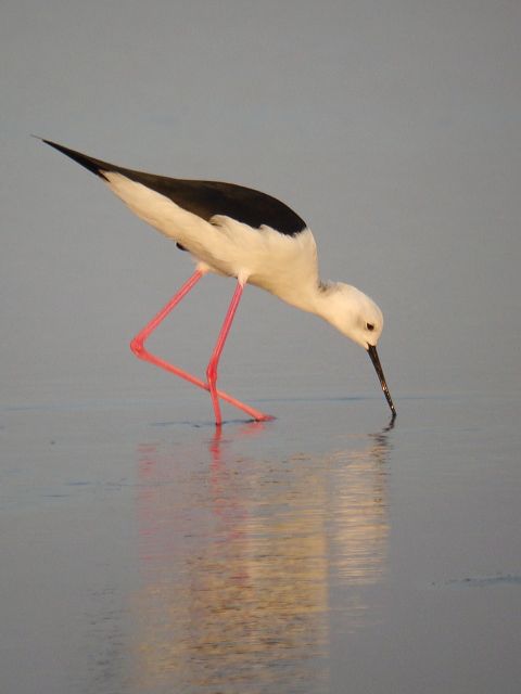 Black-winged Stilt / Birding2asia