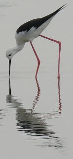 Black-winged Stilt