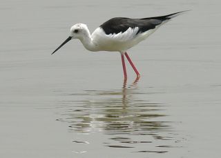 Black-winged Stilt