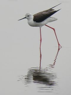 Black-winged Stilt