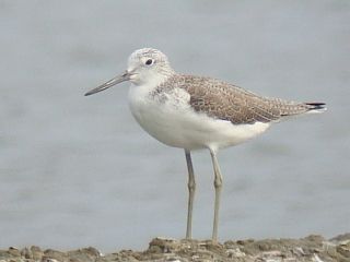 Common Greenshank