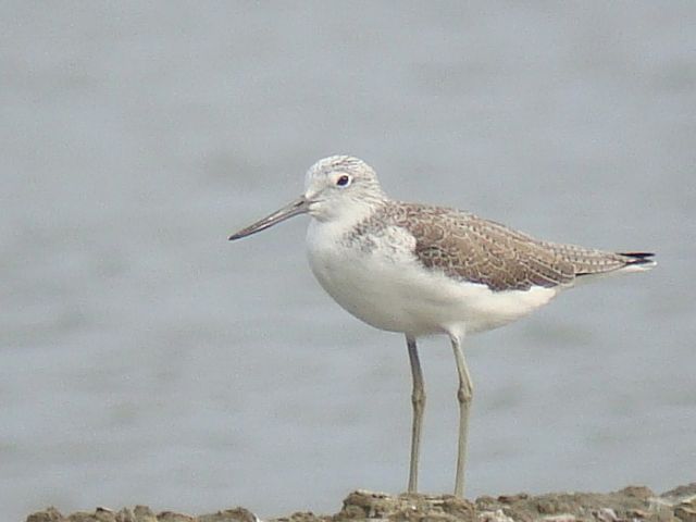 Common Greenshank @ Birding2asia photo gallery