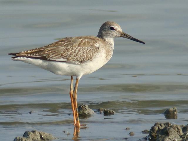 Common Redshank