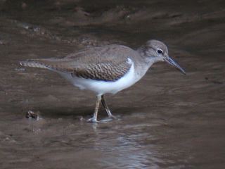 Common Sandpiper