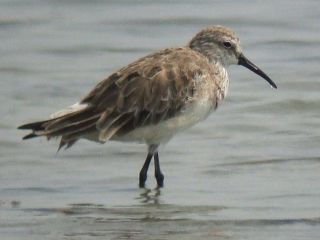 Curlew Sandpiper