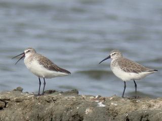 Curlew Sandpipers