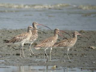 Eurasian Curlews