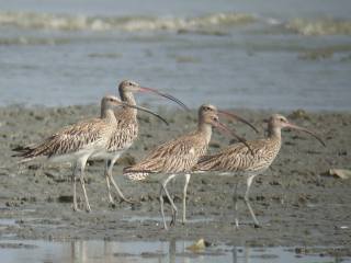 Eurasian Curlews