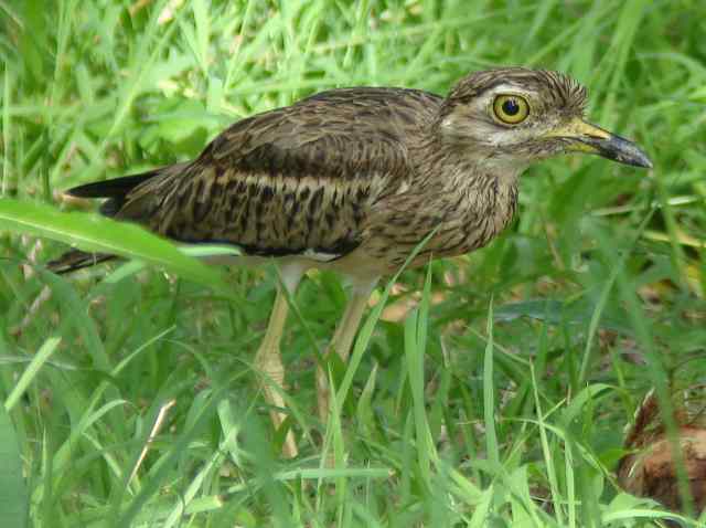 Eurasian Thick-knee