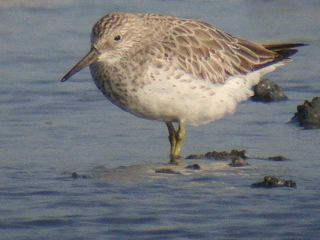 Great Knot by Stijn De Win @ Birding2asia photo gallery