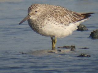 Great Knot