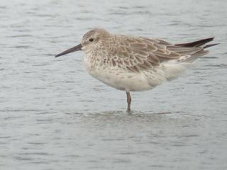 Great Knot