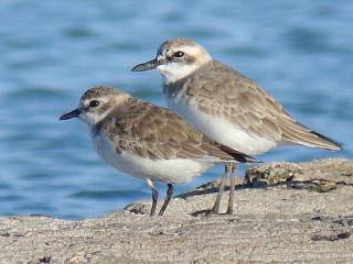 Lesser and Greater Sandplover