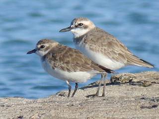 Lesser and Greater Sandplover