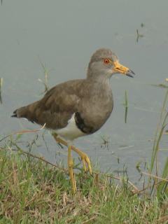 Grey-headed Lapwing