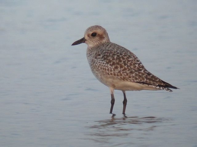 Grey Plover, Laem Pak Bia, Thailand