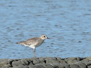 Grey Plover