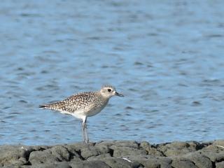 Grey Plover