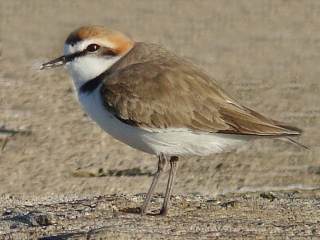 Kentish Plover