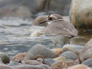 Long-billed Plover