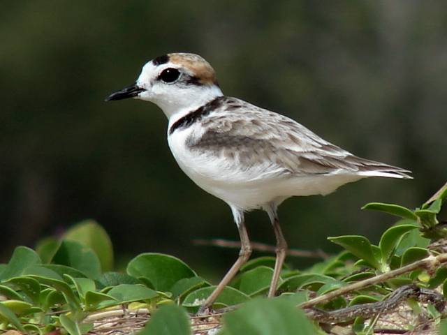 Malaysian Plover / Birding2asia