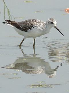 Marsh Sandpiper