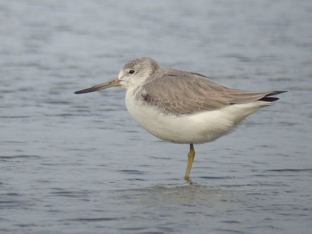 Nordmann's Greenshank @ Stijn's Birds of Asia photo gallery.