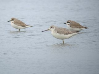 same bird as left now going for a walk