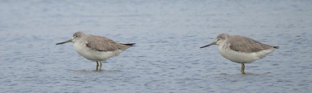 Nordmann's Greenshank @ Stijn's Birds of Asia photo gallery