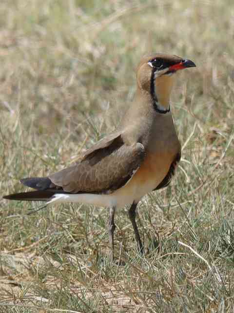 Oriental Pratincole