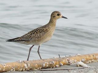 Pacific Golden Plover