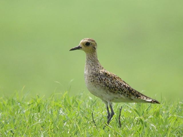 Pacific Golden Plover / Birding2asia