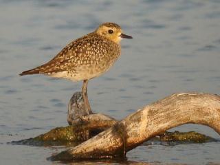 Pacific Golden Plover