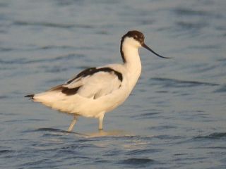 Pied Avocet