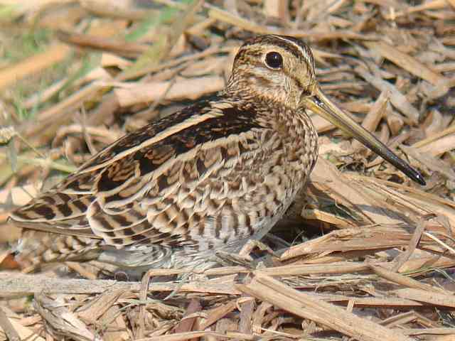 Pintail Snipe / Birding2asia.com