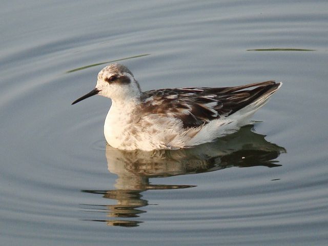 Red-necked Phalarope / Birding2asia