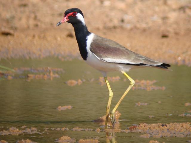 Red-wattled Lapwing photographed near Pranburi Forest Park in Thailand