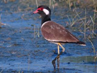 Red-wattled Lapwing