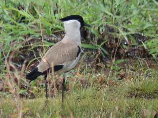 River Lapwing