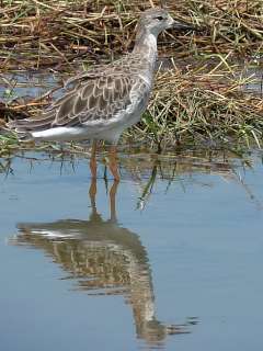 Ruff photo taken at Laem Pak Bia environmental research station, Thailand.