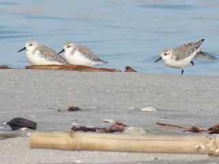 Sanderling