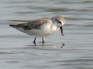 Spoon-billed Sandpiper