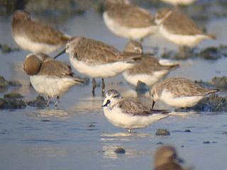 Spoon-billed Sandpiper