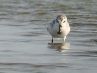 Spoon-billed Sandpiper