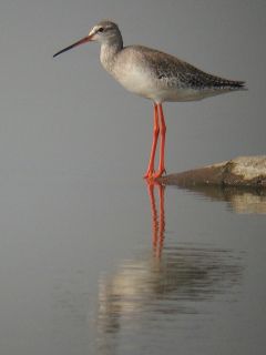 Spotted Redshank