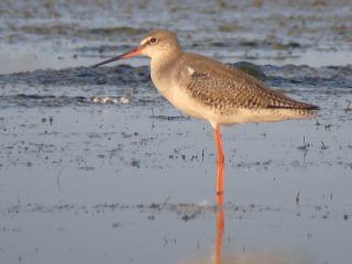 Spotted Redshank