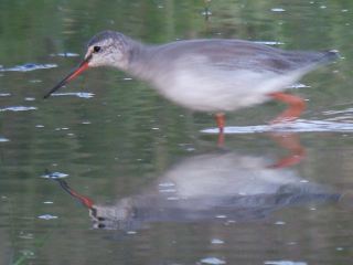 Spotted Redshank