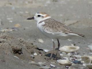 White-faced Plover