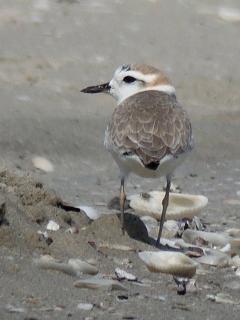 White-faced Plover